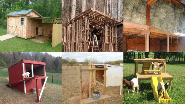19+ Genius Goat Barn Ideas That Transform Tiny Spaces